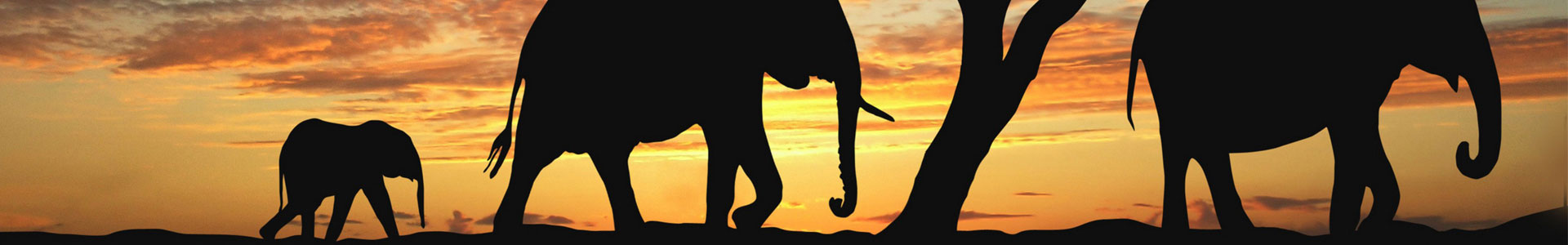 africa